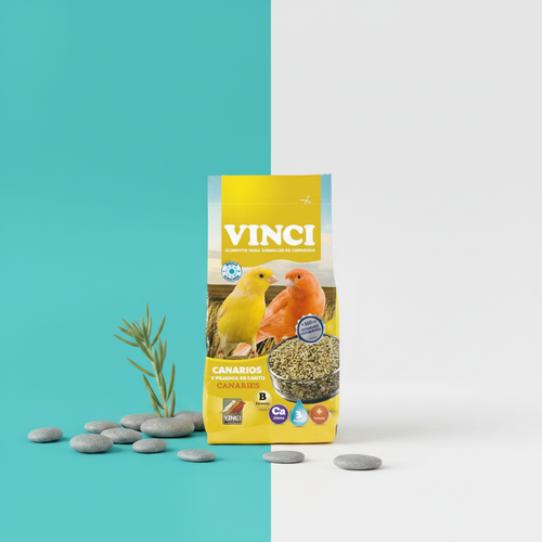 VINCI Canaries Vivid Teal